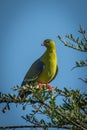 African green-pigeon turns head perched on branch Royalty Free Stock Photo