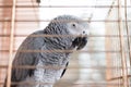 An African Grey cage Yaco Psittacus erithacus