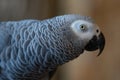 African Grey Congo Parrot Bird Close Up Face Looking Right