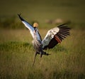 African Grey crown crane comes in for a soft landing in Kenya