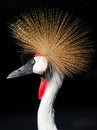 African Grey Crowned Crane Balearica regulorum