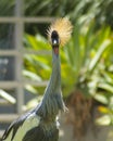 African grey crowned crane portrait Royalty Free Stock Photo