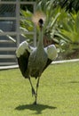 African grey crowned crane runs across grass Royalty Free Stock Photo