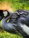 African Grey Crowned Crane Royalty Free Stock Photo