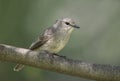 African Grey Flycatcher, Bradornis microrhynchus, Kenya