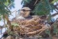 African Grey Flycatcher, In Nest