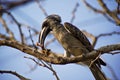 African Grey Hornbill Royalty Free Stock Photo
