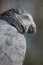 African Grey Parrot Royalty Free Stock Photo