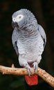 African Grey Parrot