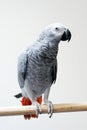 African grey parrot Royalty Free Stock Photo