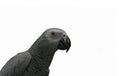 African grey parrot