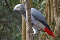 African grey parrot