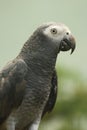 African grey parrot