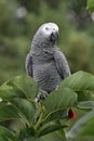 African Grey Parrot Royalty Free Stock Photo