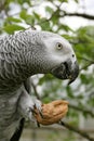 African grey parrot