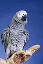 African Grey Parrot Royalty Free Stock Photo