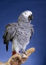 African Grey Parrot Royalty Free Stock Photo