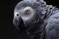 African Grey Parrot