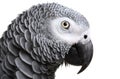 African Grey Parrot