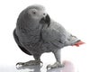 African Grey Parrot