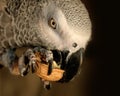 African grey parrot