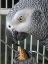 African Grey Parrot Royalty Free Stock Photo