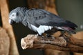 African Grey Parrot Royalty Free Stock Photo