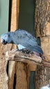 African Grey Parrot Royalty Free Stock Photo