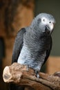 African Grey Parrot Royalty Free Stock Photo