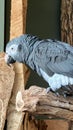 African Grey Parrot Royalty Free Stock Photo