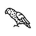 african grey parrot bird line icon vector illustration Royalty Free Stock Photo