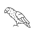 african grey parrot bird line icon vector illustration Royalty Free Stock Photo