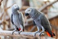 African Grey Parrot Royalty Free Stock Photo