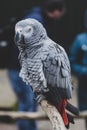 African grey parrot on a brunch at the zoo. Exotic, tropical bird