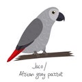 African grey parrot in cartoon style on white background. Psittacus erithacus. Royalty Free Stock Photo