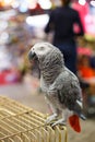 African grey parrot