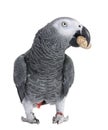 African Grey Parrot eating a peanut - Psittacus er Royalty Free Stock Photo