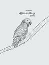 African Grey Parrot. hand draw sketch vector.