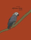 African Grey Parrot. hand draw sketch vector.