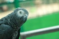 african grey parrot head close-up looking Royalty Free Stock Photo