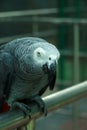 african grey parrot head close-up looking Royalty Free Stock Photo