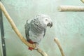 African grey parrot head close-up looking Royalty Free Stock Photo