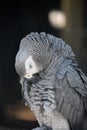 African Grey Parrot With His Feathers Ruffled Royalty Free Stock Photo