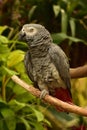 African Grey Parrot with His Feathers Ruffled Royalty Free Stock Photo