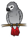 African grey Parrot - illustration Royalty Free Stock Photo