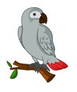 African Grey Parrot illustration vector.Parrot vector Royalty Free Stock Photo