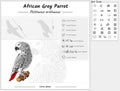 African grey parrot infographic template Royalty Free Stock Photo