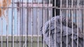 African grey parrot inside cage