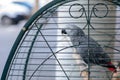 African Grey Parrot Jaco in cage.