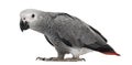 African Grey Parrot (3 months old) Royalty Free Stock Photo